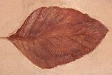 Red Fossil Wingnut Leaf (Pterocarya) - Montana #188952-1